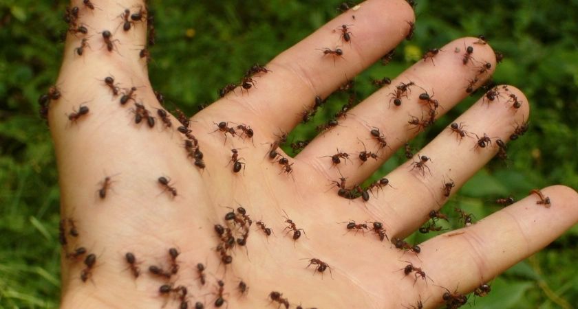 25 рублей и 5 минут: проверенный способ выпроводить муравьёв и тлю с огорода - не средство, а находка 25 рублей и 5 минут: проверенный способ выпроводить муравьёв и тлю с огорода - не средство, а находка
