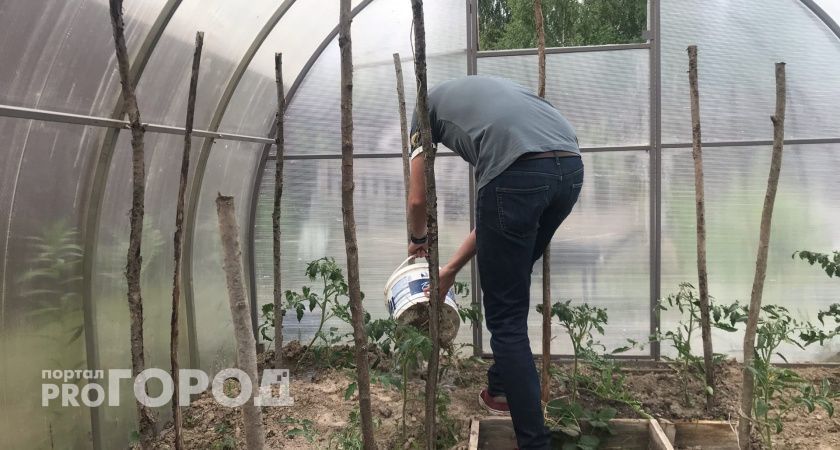 Лучше древесной золы и навоза: посыпьте этим грядки в начале мая – творит чудеса