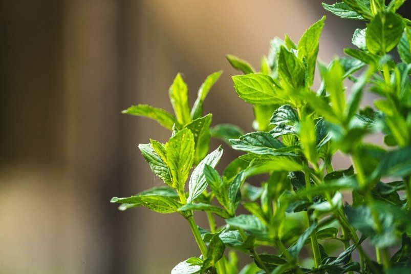 Подоконник в стиле "вкусно и полезно": мятный куст оживляет интерьер и спасает от головной боли