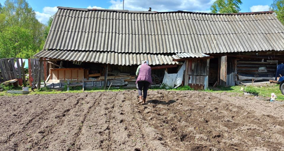 Проволочник в страхе сбежит с ваших грядок: рядом с картошкой высаживаю это чудесное растение