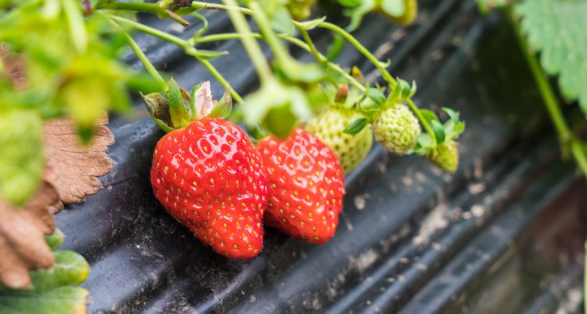 Подкормка клубники после снятия ягод: приемы опытных агрономов и виды составов