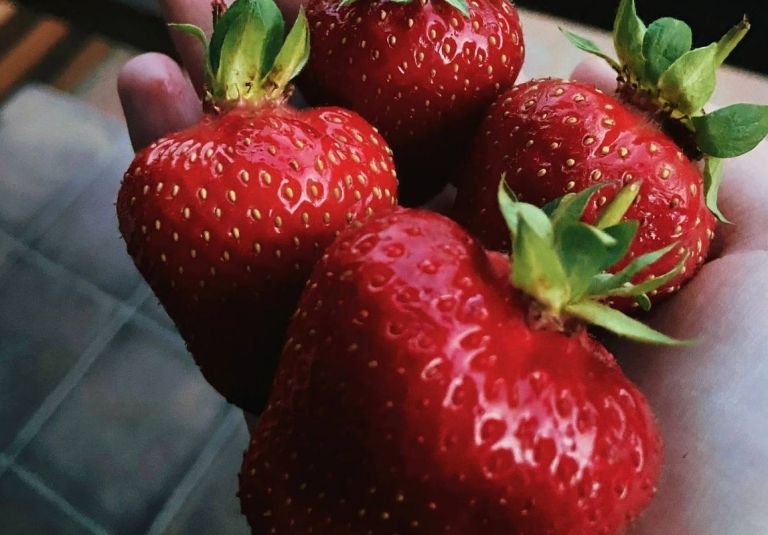 100 гр на литр воды - и под клубнику: каждая ягода размером со сливу - кормим пол-улицы
