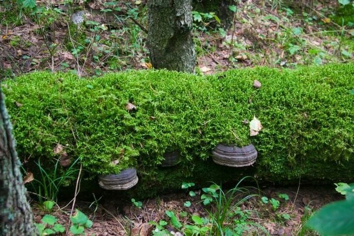 Для чего может пригодиться мох на даче: он лучше многих искусственных материалов