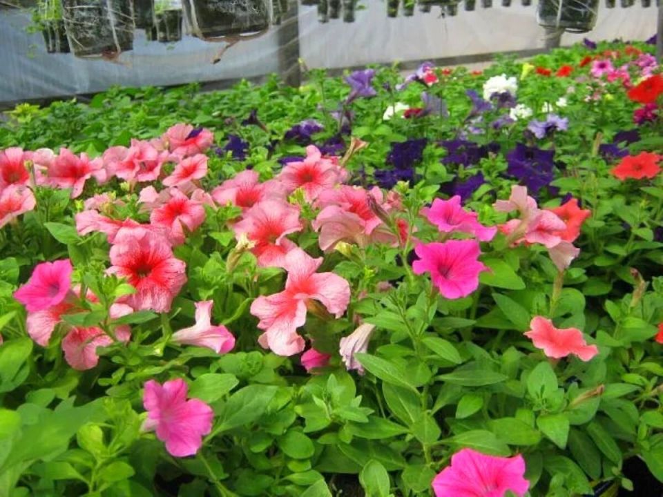 Как Елена превратила дачу в цветочный бизнес: история успеха