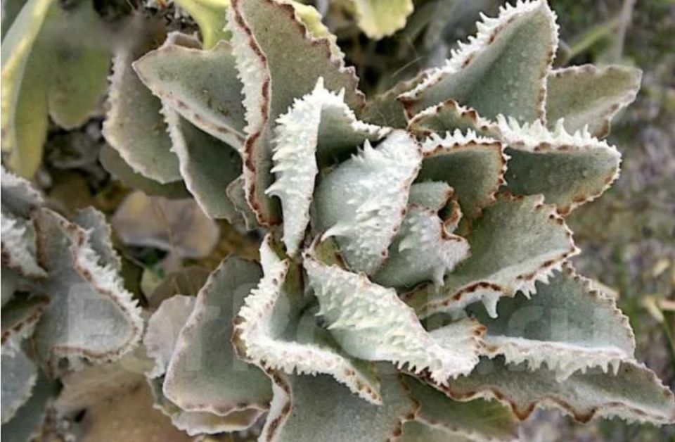 Каланхоэ: удивительное разнообразие суккулентов для домашнего уюта