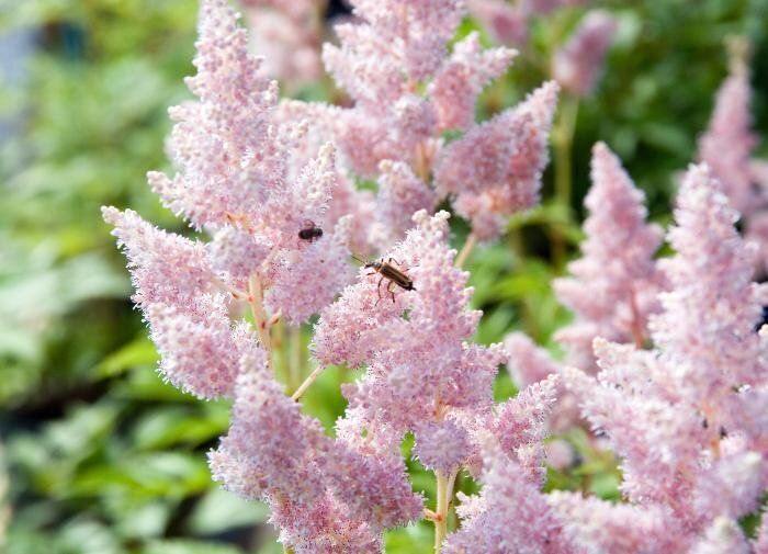 5 шагов к пышному цветению астильбы: секреты ухода