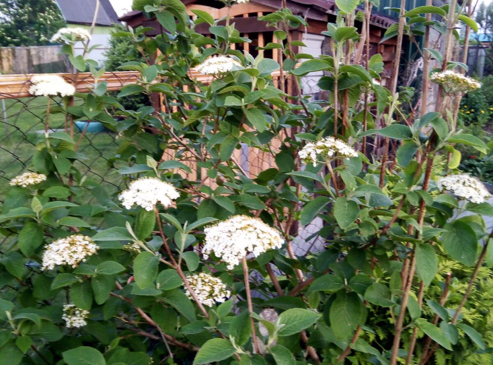 Калина: Природное искусство в вашем саду