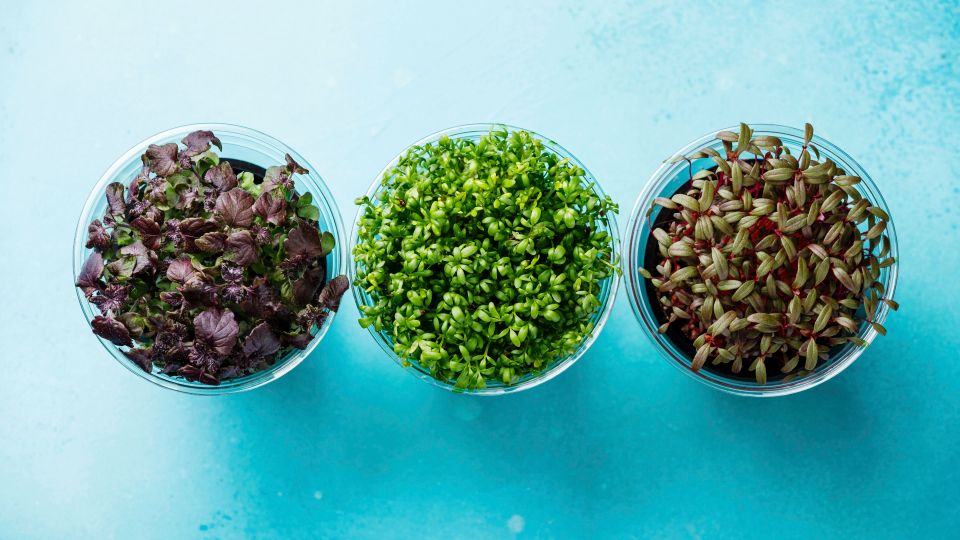 Сочная зелень круглый год: что можно вырастить зимой в квартире