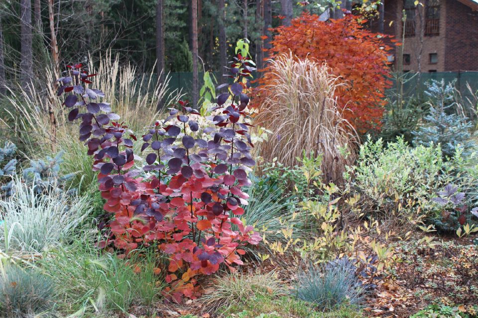 Скумпия: Плюсы и минусы в вашем саду – что стоит знать