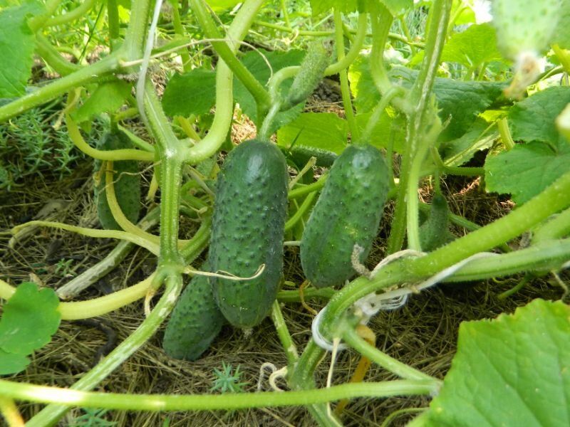 Как избежать горечи в огурцах: советы по подкормке и поливу