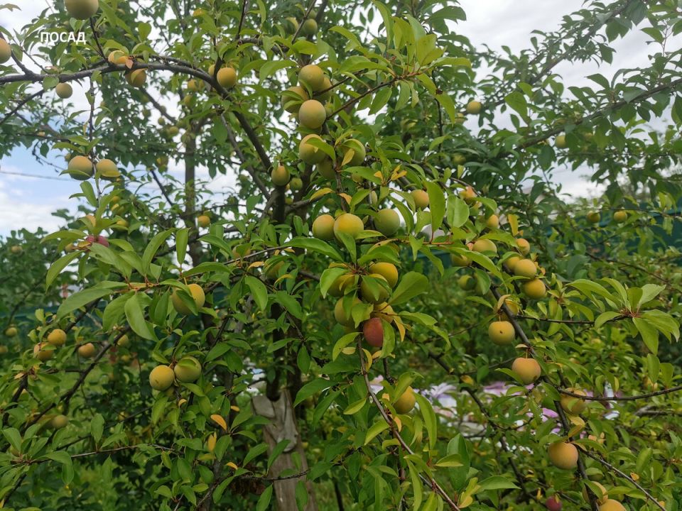 Как обеспечить плодовые деревья всем необходимым: секреты успешной подкормки