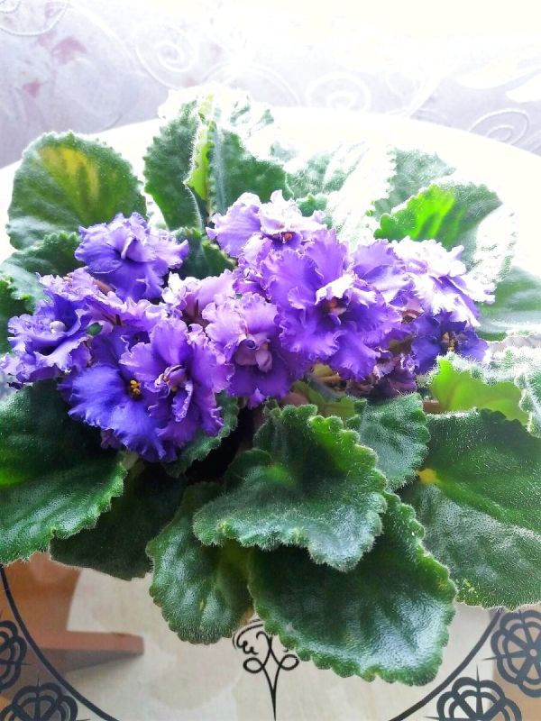 Сенполии: красота, уход и самые интересные сорта