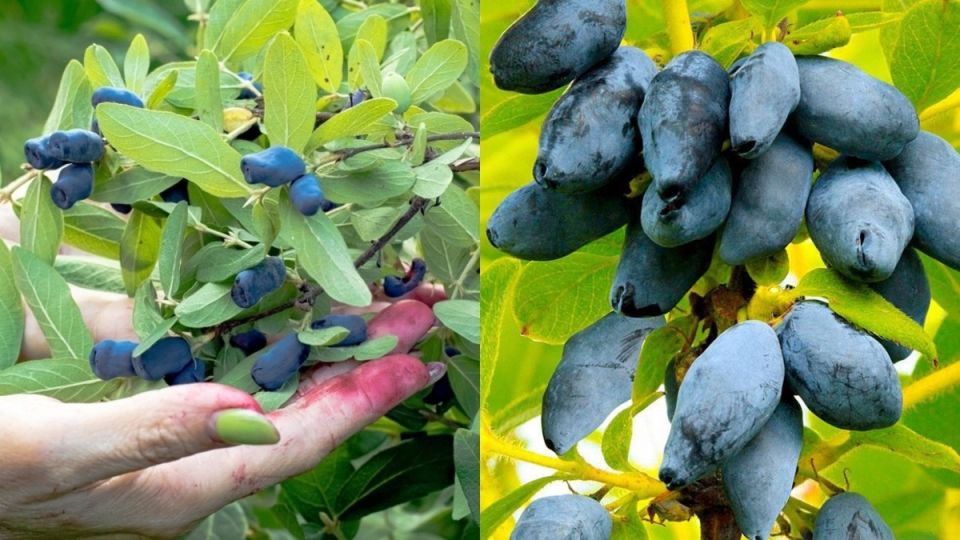 Как добиться увеличения урожая жимолости: секреты успешного садоводства