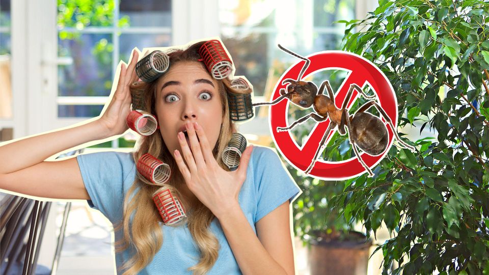 Муравьи больше не потревожат: как избавиться от насекомых и заодно освежить комнату