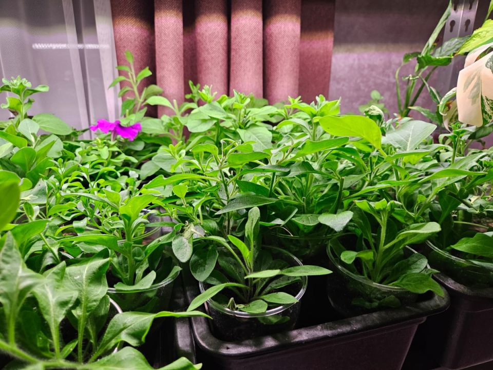 Как создать уникальный цветочный уголок на вашем участке