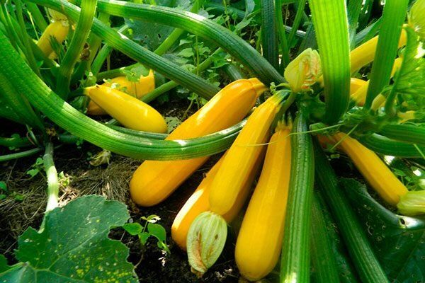 Кабачки сорта Золотой: особенности, достоинства и советы по уходу