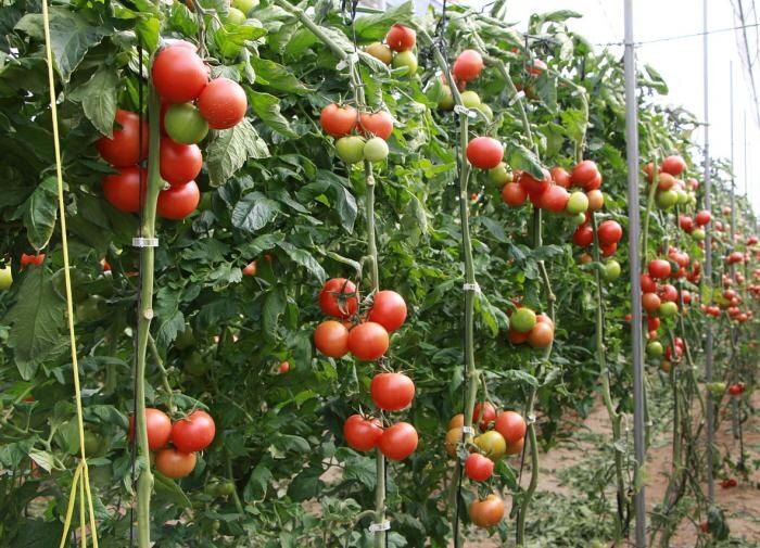 Почему ваши помидоры в теплице зрели медленно? Найдите решение!