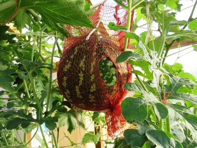 ������� ��������� ����� ������� � �������: ��������� ��� ������� ������