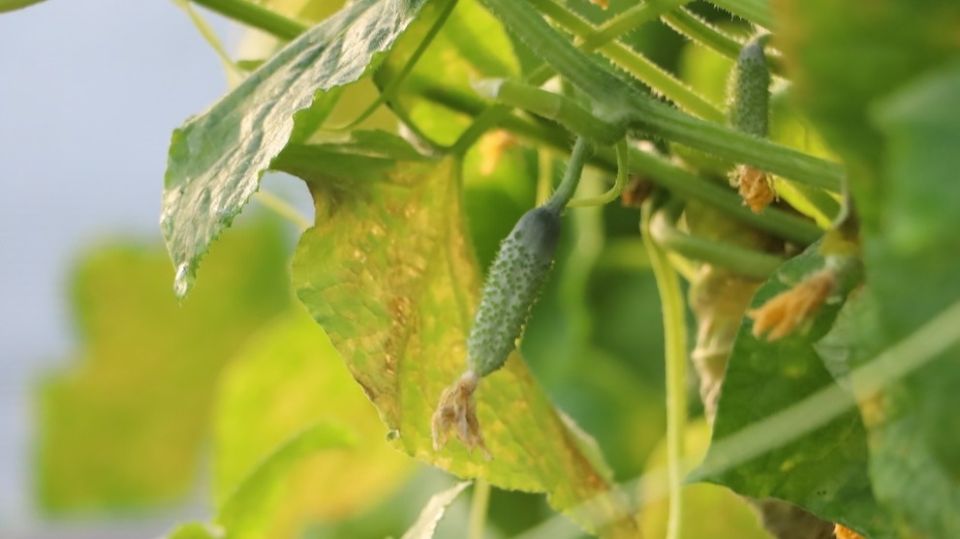 ��� ���������� �� ��������� ������� ������� � ��������� ������