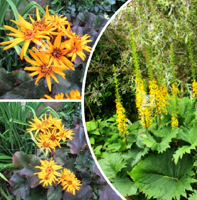 ����������� ���������: ������� ���� � ��������������� �����