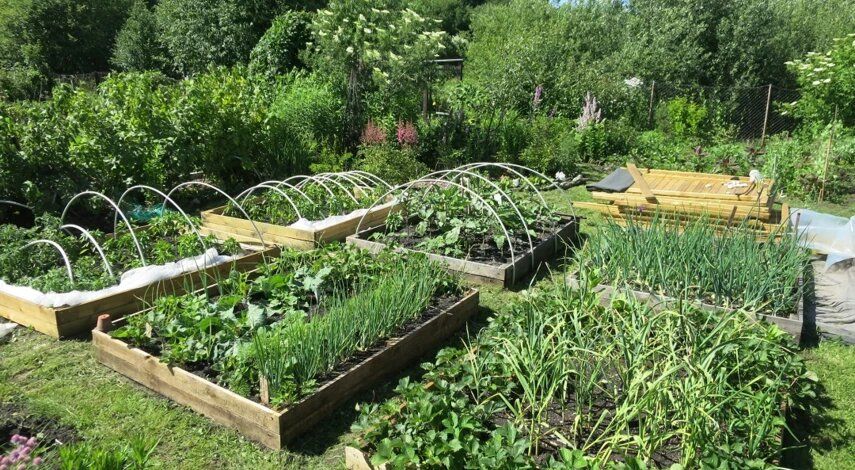 Штрафы за нежелательные растения: дачникам стоит быть на чеку