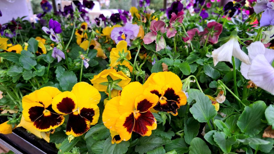 Январские растения: как подготовить рассаду для будущего цветущего сада