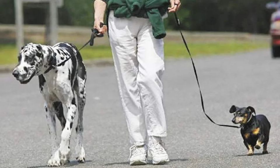 Кто отвечает за питомцев: финансовые риски и правовые нюансы