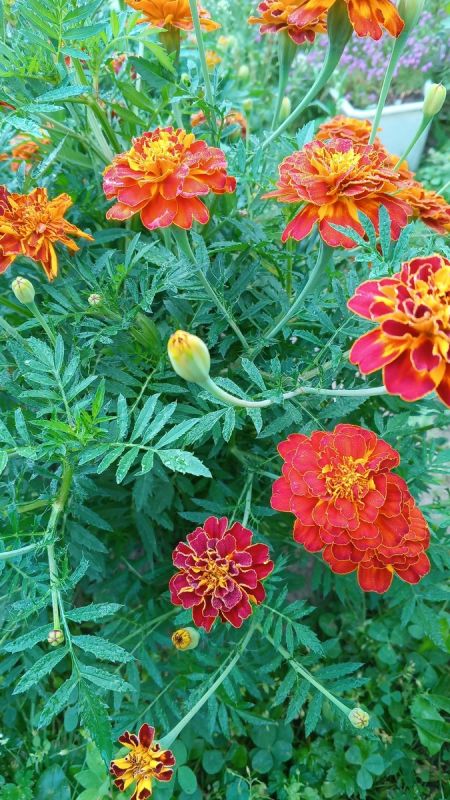 ��� ��������� ����� � �������� �������� ����������� � ��������