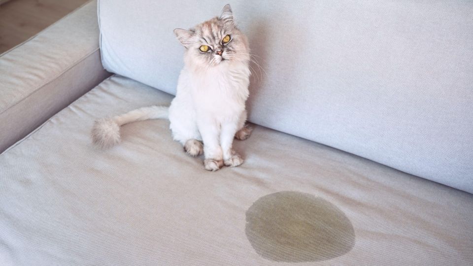 �� �������� �������� �� ������� ������ ���� �������: �� ��������� � �����