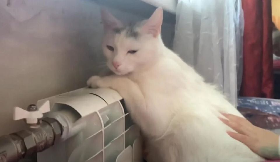 ��� ���������� ����������� � ������ ����: ������ �����������