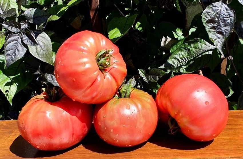 ���������� ���� ������� "������� ��������" � ��� ����� ����� � �������� ��� ������ �������