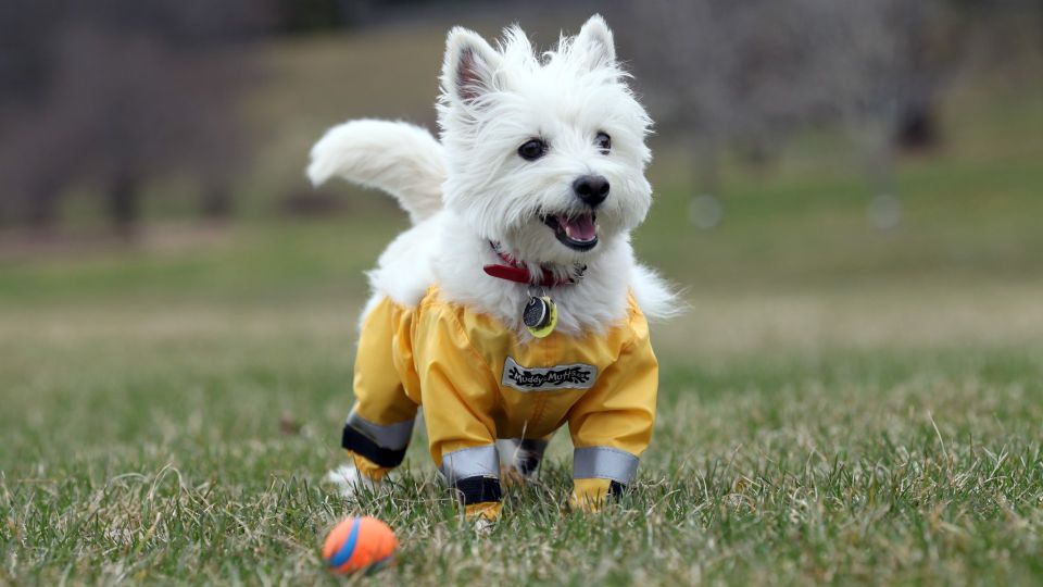 ����� ��� ������: ��� �������� ���� �� ������ �������� �������� �� ��������� �������