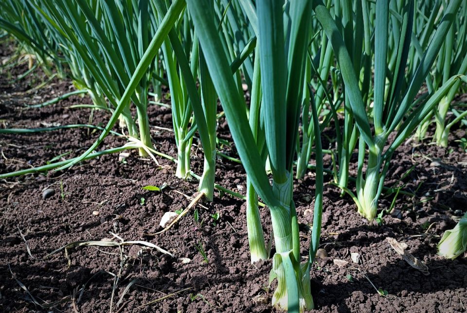 ������� ��������� ����: ����� �� ������� ������?