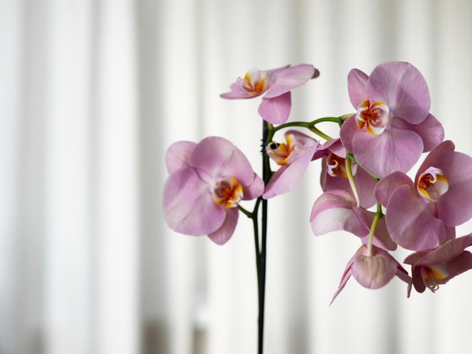 ������������ �������� �����������: ������� ��������� ��������� �������