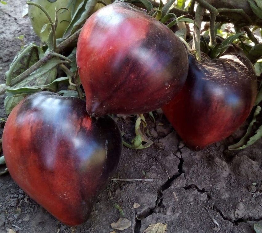 �������� ������ �������� �������: ���������� ���� ������� � ������������ ������