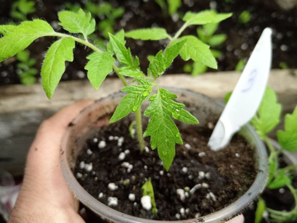 �� ������ �����: ��� ����������� ��������� �������� ���� ������� �������