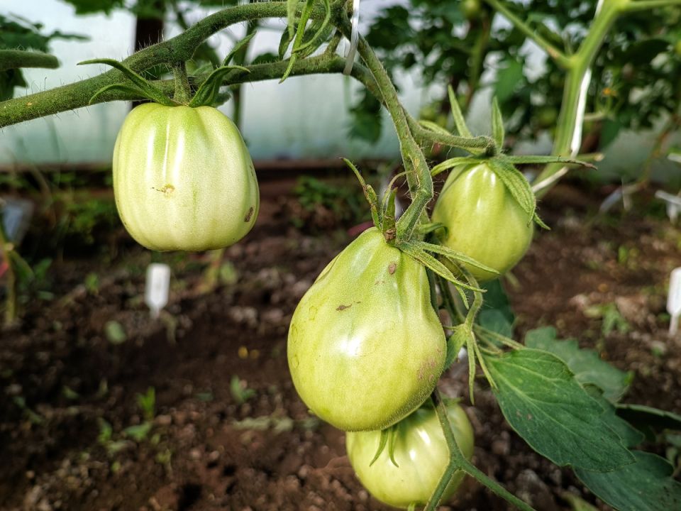 ��� ������ �������� �� ��������� � ��������� �����