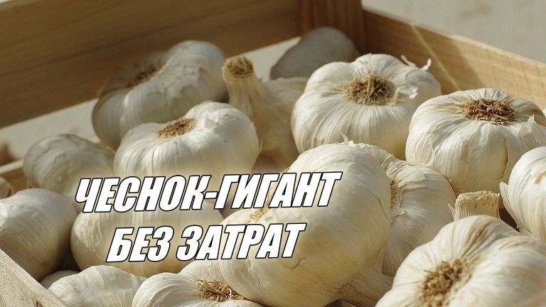 ��������� ����: ������ ���������� ������ ������� � ������� ����