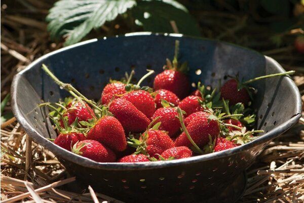 Почему осенние подкормки важны для клубники: бор и магний в сентябре