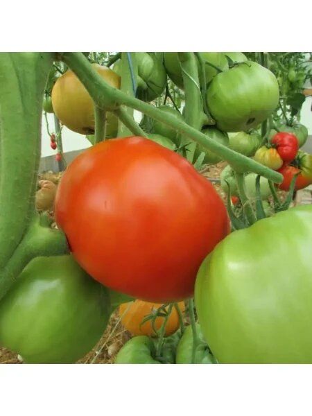 ����� ���������� ������: ������������� ���� � �������� ������� ��� ������