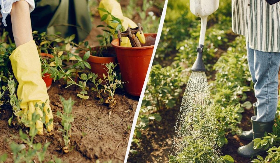 Как эффективно поливать сад, экономя воду вдвое: советы от опытных дачников