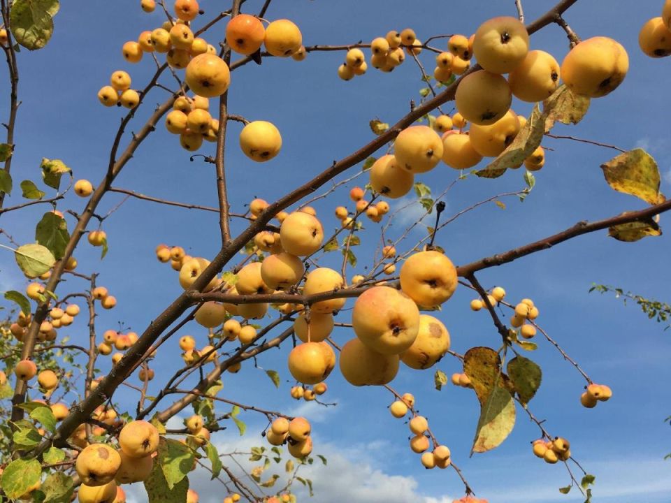 ������ ���������� �����: ��������� ����������� �������