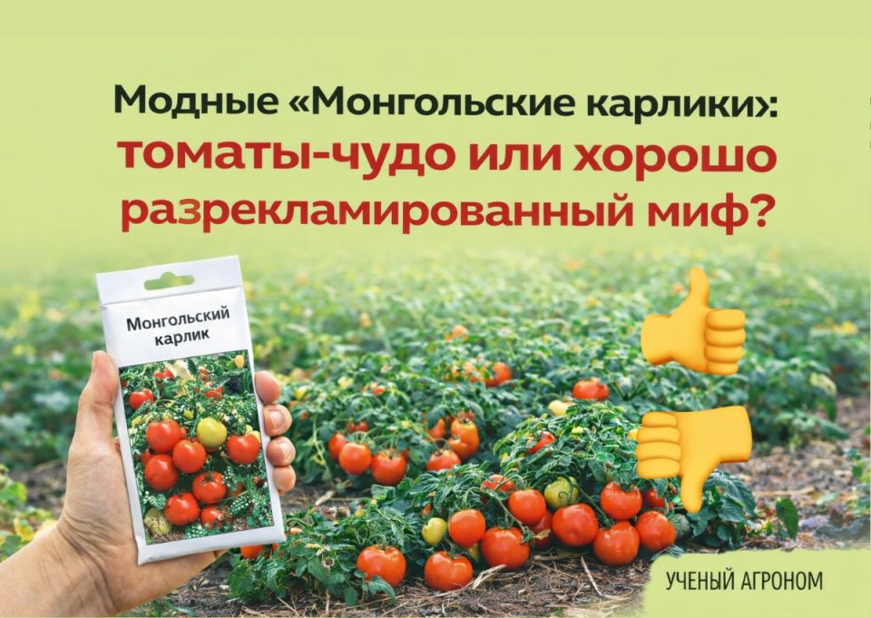 Томаты «монгольский карлик»: чудо или маркетинговая уловка?