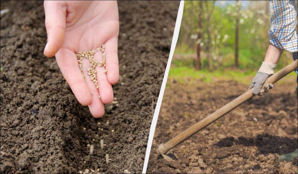 Как подготовить участок к зиме: идеи посева под зиму без лишних хлопот