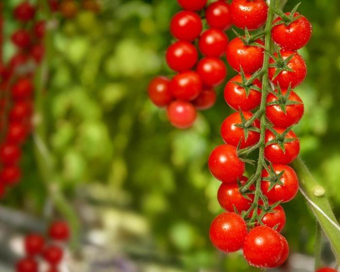 ����� �������: ��������� ���������� ������������ ������� ����� ��� ����������� ������