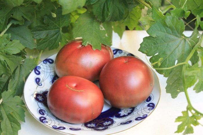 Томат Южная ночь: устойчивый крупноплодный сорт с южным характером