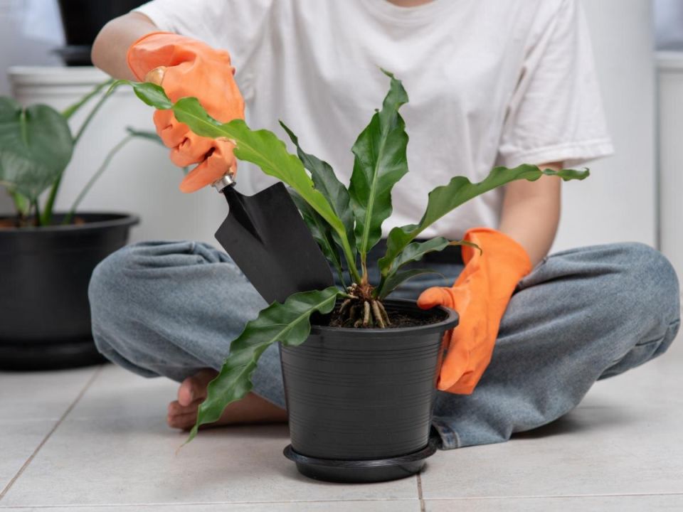 ��� ����� ����������� ���� �� ���������� ��� ���������� �����������