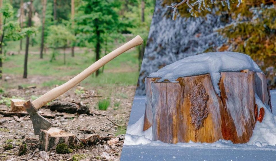 Можно ли удалить пень на участке: садоводы дают спокойное наставление