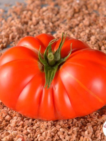 Томат Сибирские лапти: крупноплодный сорт для холодного лета и открытого грунта