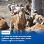 В животноводческих хозяйствах Тувы завершается расплодная кампания